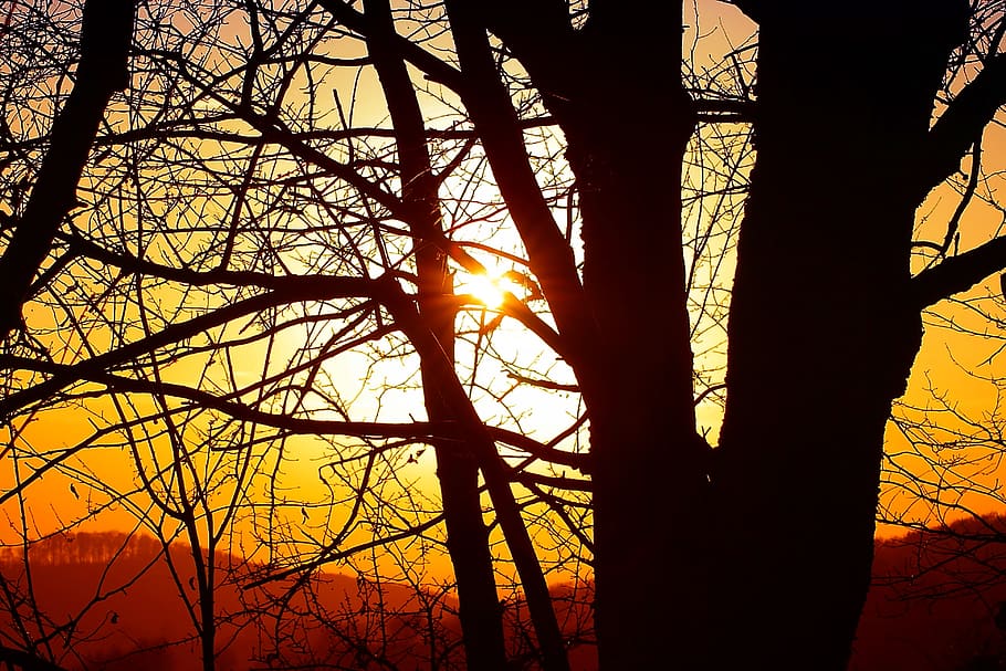 nature, sun, trees, branches, aesthetic, forest, sunset, silhouette HD wallpaper