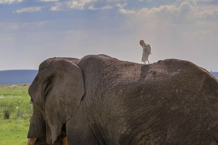 elephant africa, kenya, safari, nature, animal world, national park, HD wallpaper