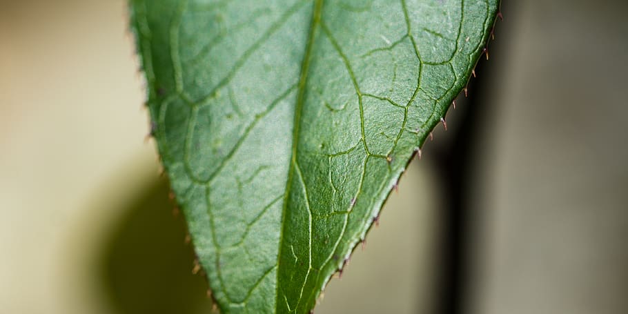 tree, leaf, branch, green, macro, close, veins, life, leaves HD wallpaper