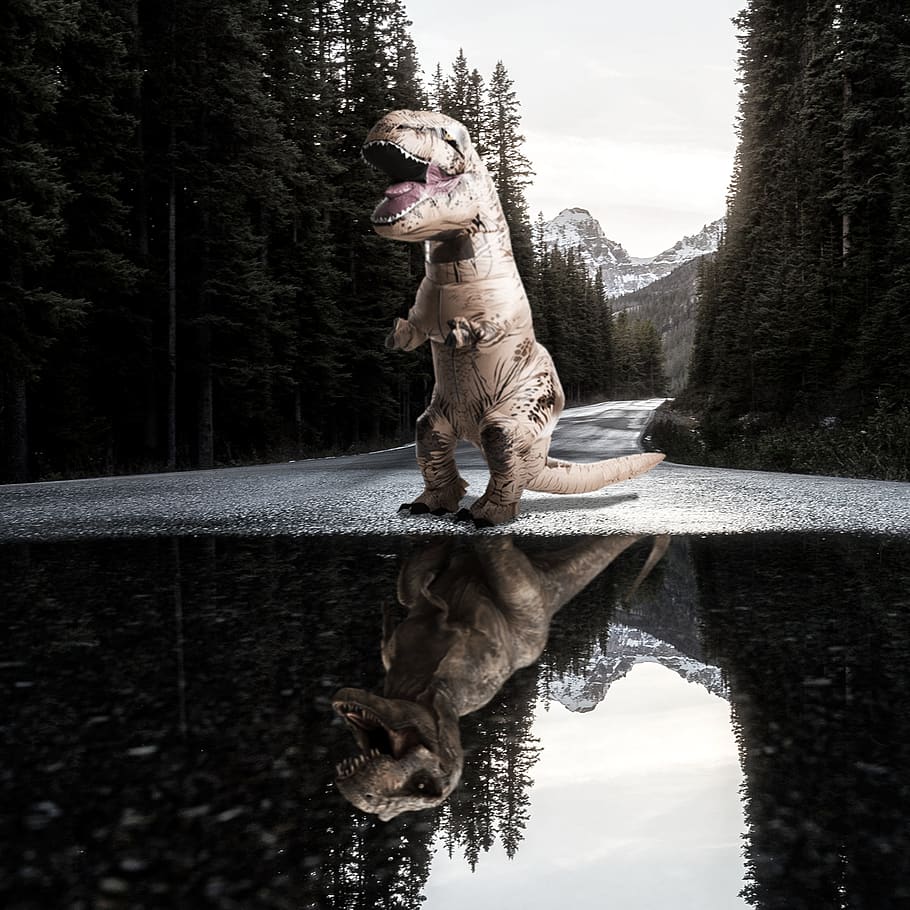 t-rex, road, forest, trees, landscape, puddle, sky, woods, nature HD wallpaper