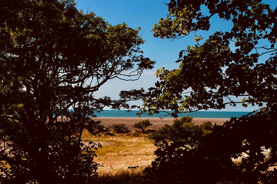 View of Shore Through Trees, branch, colors, daylight, environment HD wallpaper