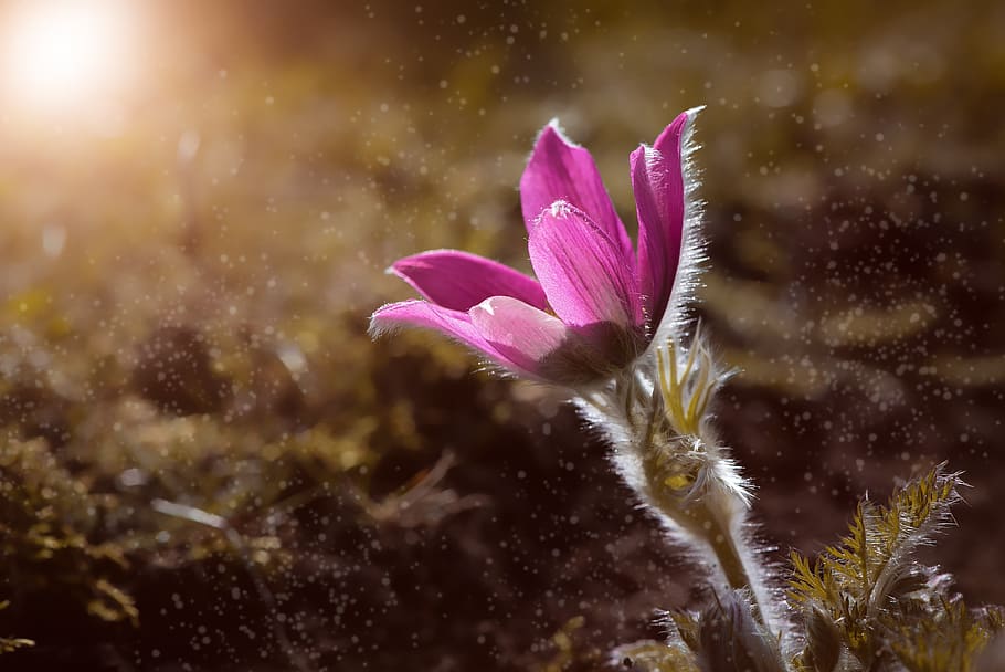 anemone, flower, blossom, bloom, pink, purple, nature, flora HD wallpaper
