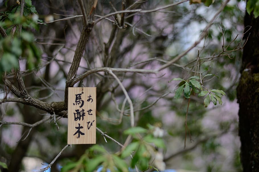 japan, kyoto, text, communication, tree, plant, script, non-western script HD wallpaper