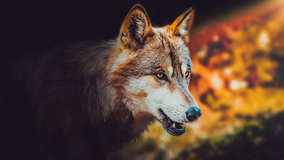 HD wallpaper: wallpaper, background, wolf, animal, wild, wildlife, nature |  Wallpaper Flare