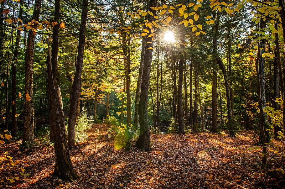 canada, quebec, autumn, sun, trees, forest, leafs, sunlight HD wallpaper