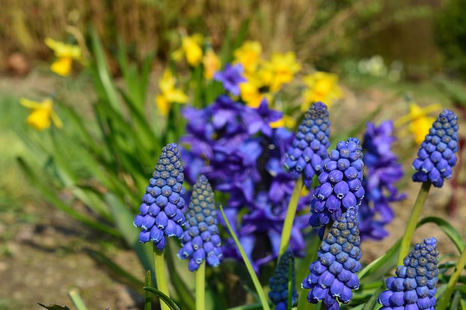 flowers, spring, sun, plant, joy, landscape, garden, blossom HD wallpaper