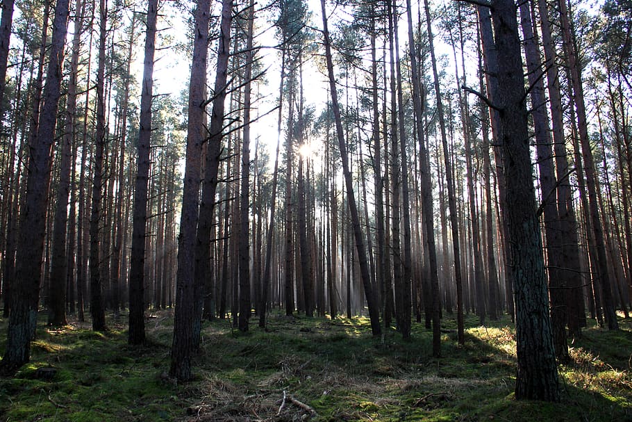 pine trees in forest during daytime, plant, land, tree trunk HD wallpaper
