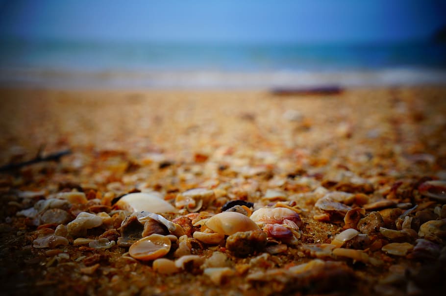 sea shells, shore, beach, sand, ocean, water, land, selective focus HD wallpaper