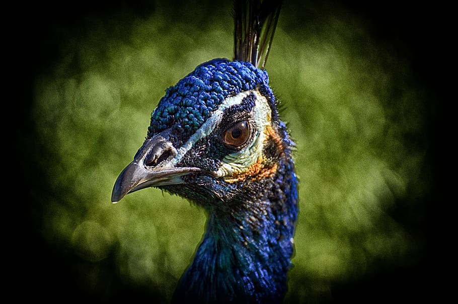 peacock, bird, poultry, feather, bill, nature, pride, beautiful HD wallpaper