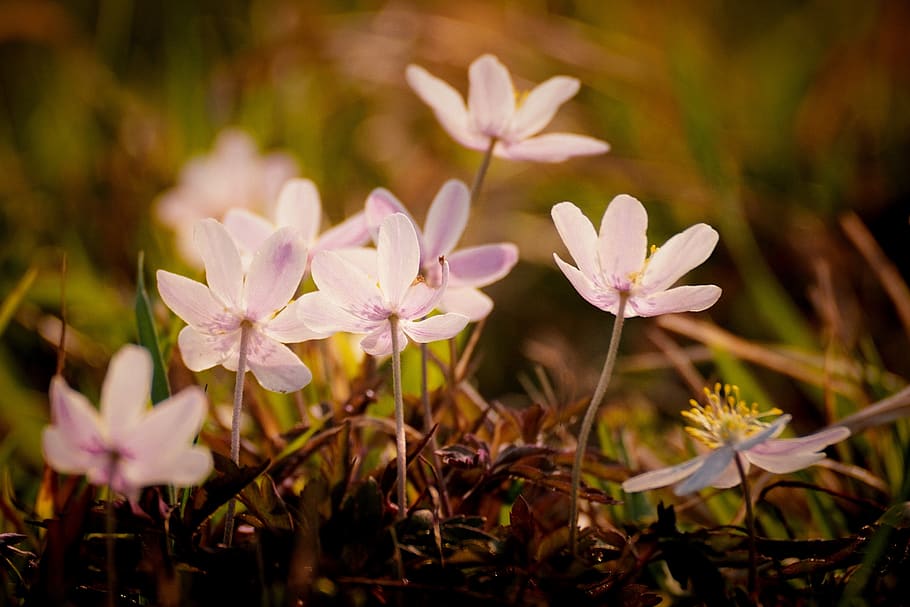 Hd Wallpaper Wood Anemone Forest Nature Hahnenfussgewachs Spring Easter Wallpaper Flare