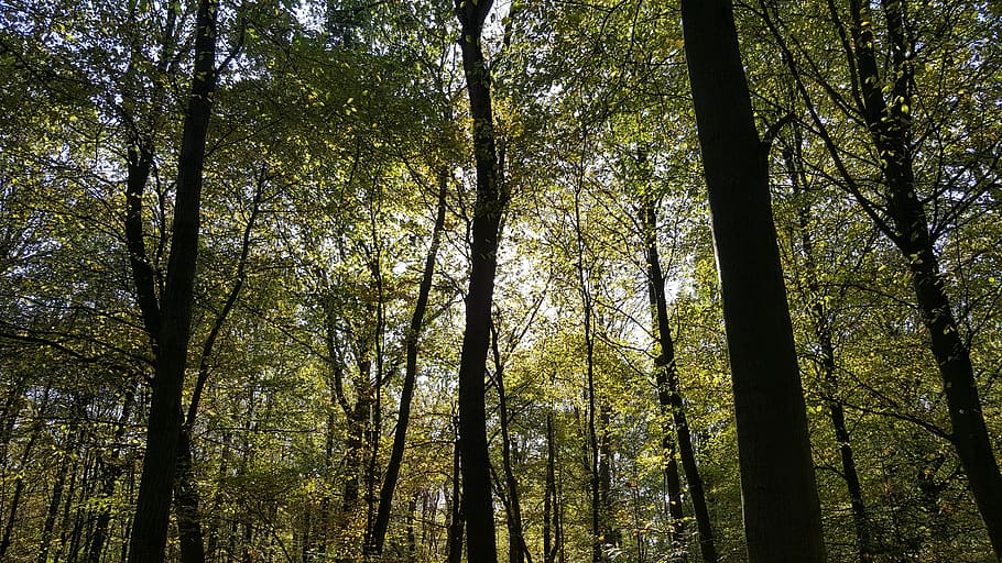 black and green trees, land, flora, forest, vegetation, plant HD wallpaper