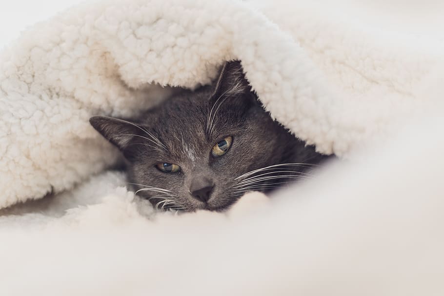cat, eyes, close up, grey, wool, blanket, cosy, cute, pet, portrait HD wallpaper