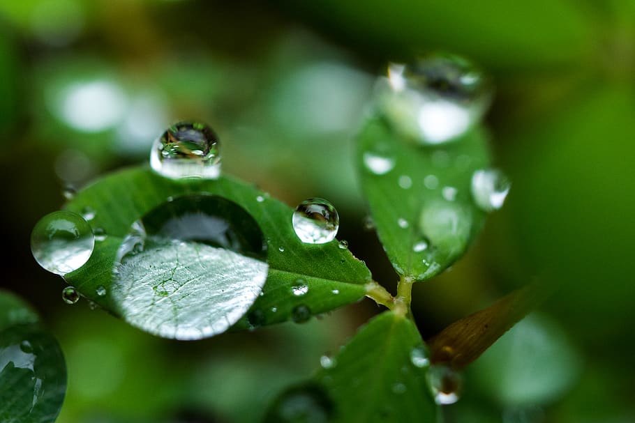 rain drop, leaf, wet, water, plant, plant part, green color, HD wallpaper