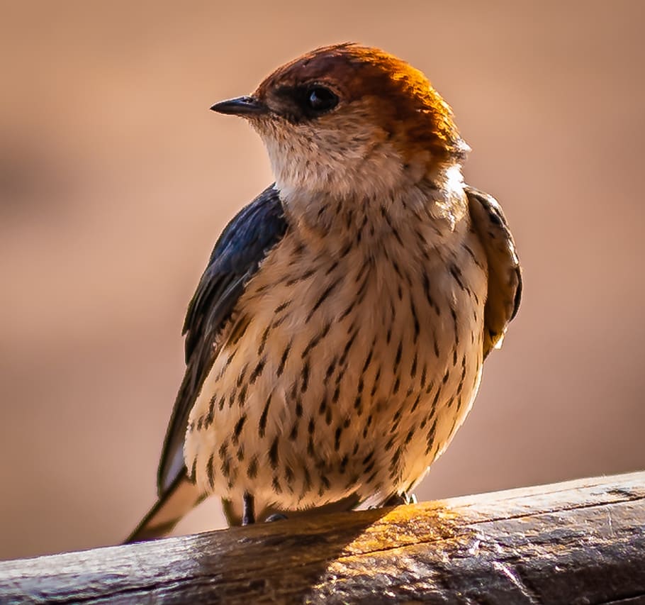bird, schwalbe, close up, iridescent, africa, south africa HD wallpaper
