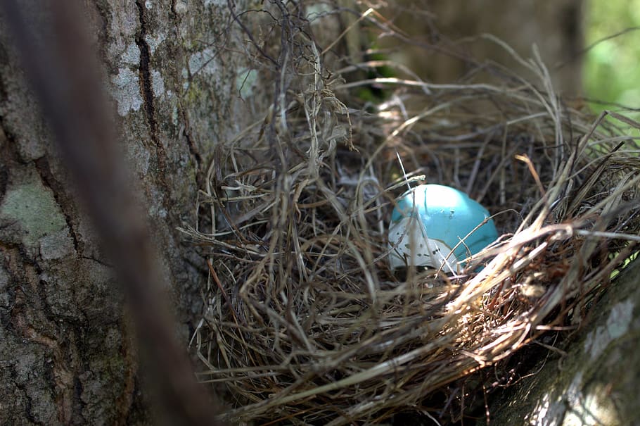 egg, robin, nest, bird, eggs, spring, nature, blue, springtime HD wallpaper