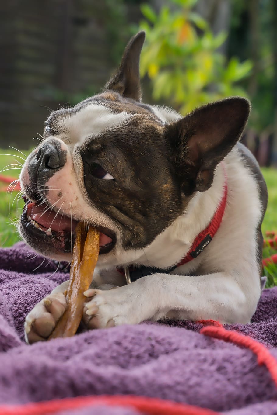 dog, bone, pet, animal, nature, doggy style, mammal, sweet HD wallpaper