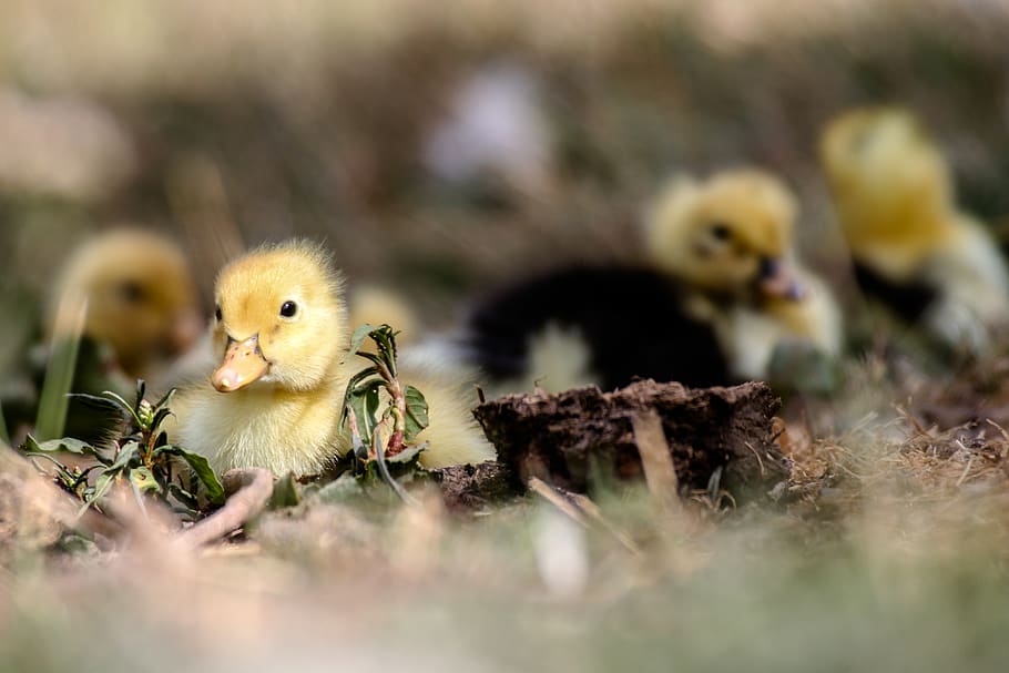 white ducks, bird, young bird, animal themes, young animal, selective focus HD wallpaper